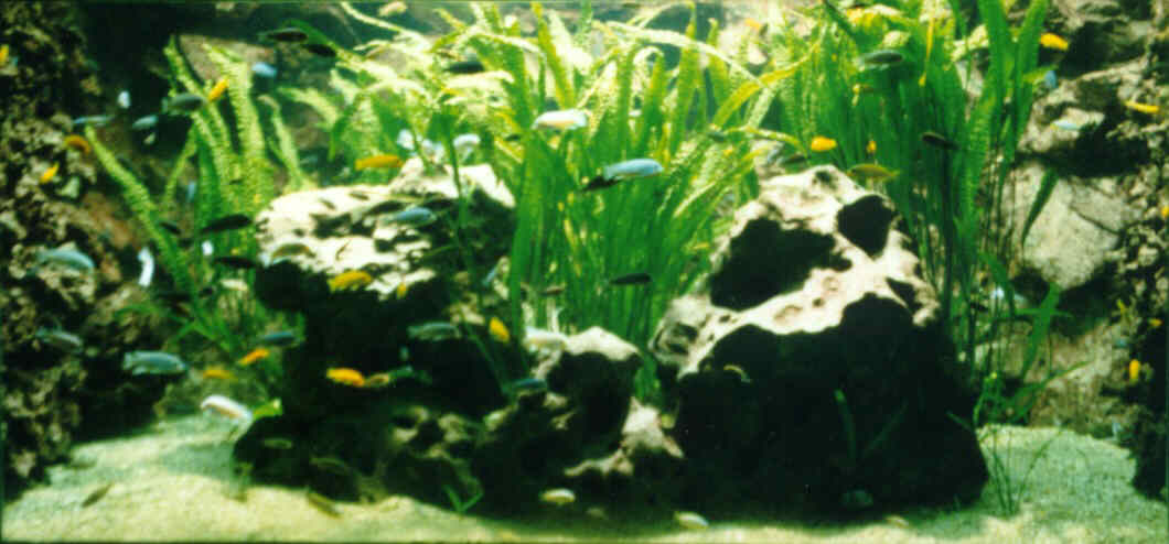 Malawi-Aquarium Hellabrunn